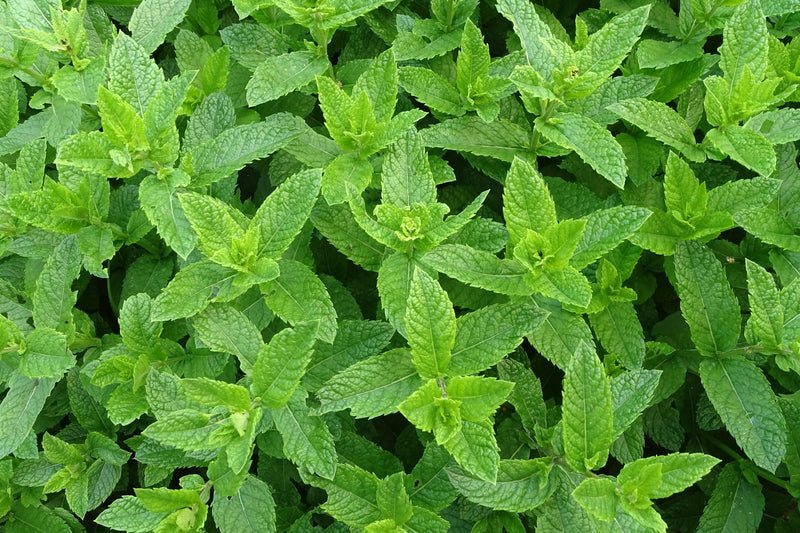 Natürliches Pfefferminz-Aroma